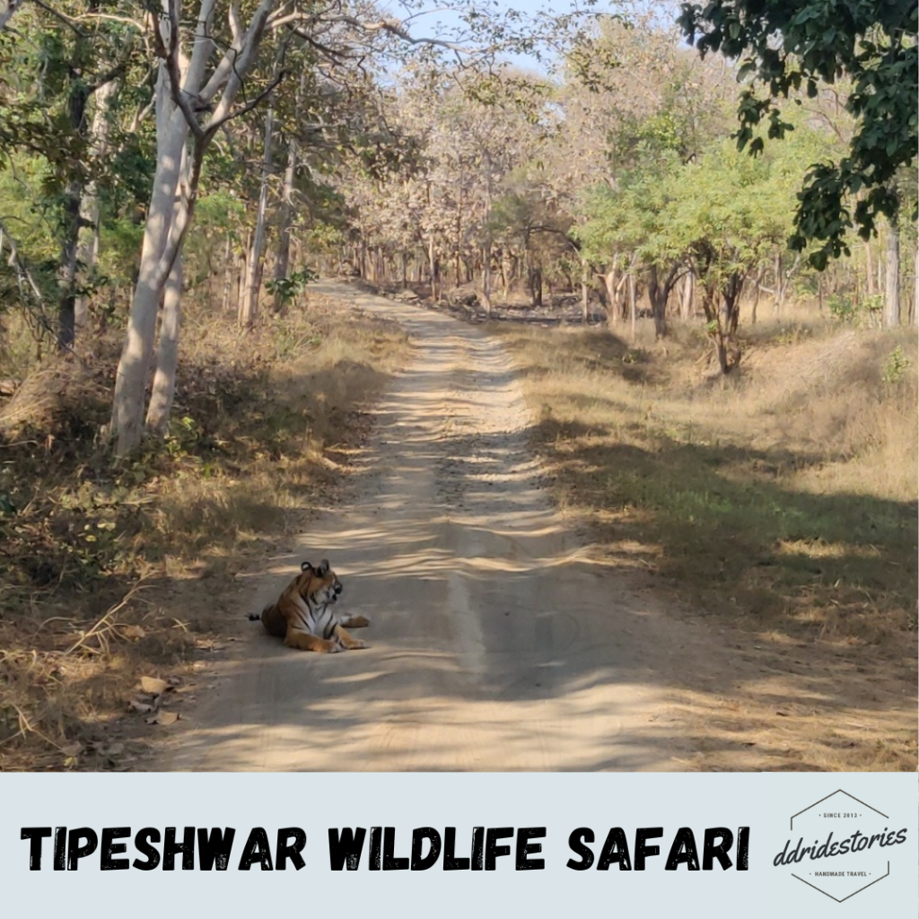 Tipeshwar – Experience the Majestic Tigers in Their Natural Habitat!